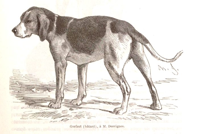Gerfaut, Equipage Desvignes - Illustration tirée de La Vie à la Campagne (Mai 1863)